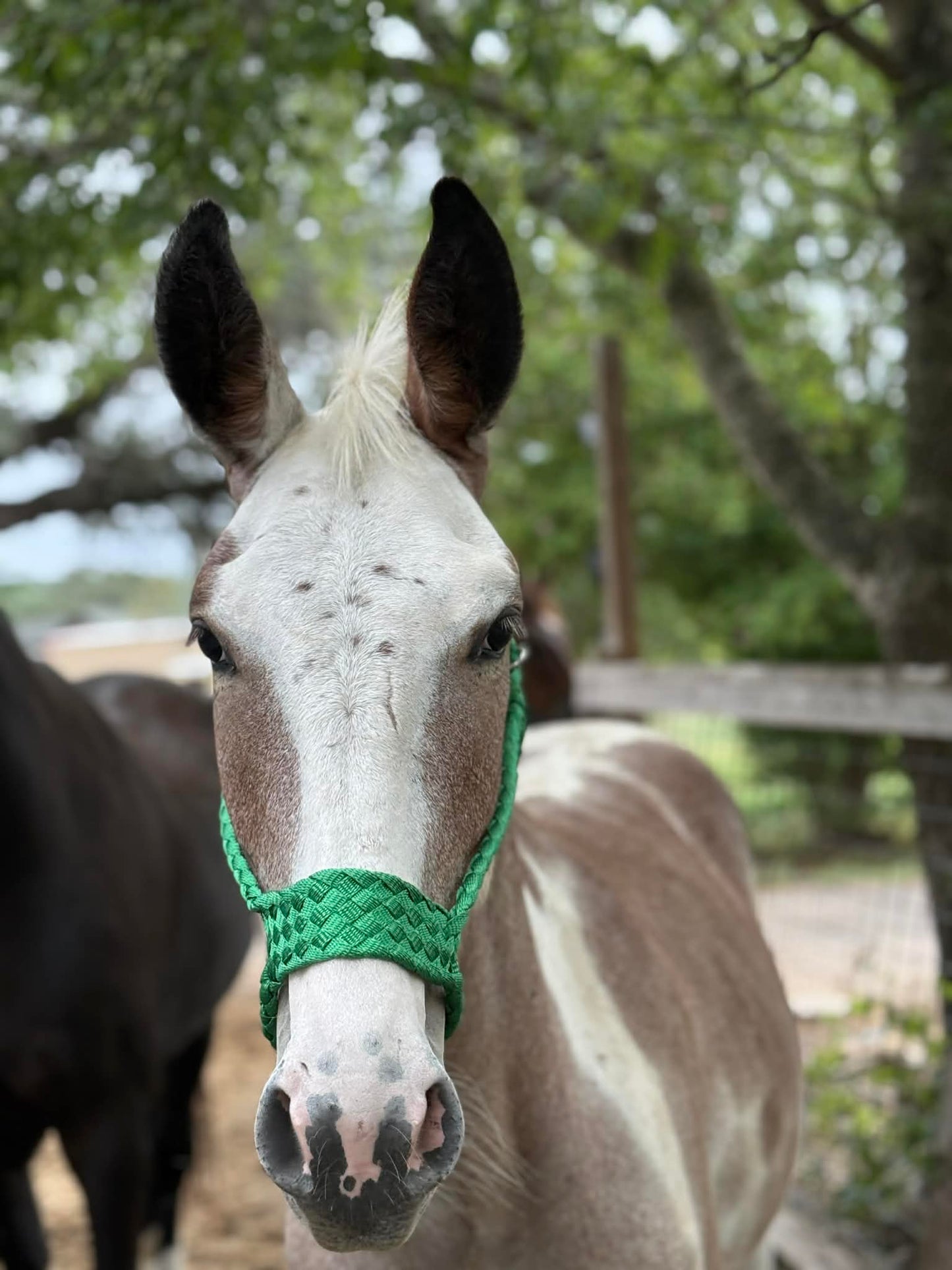 .38 Special Muletape Halter