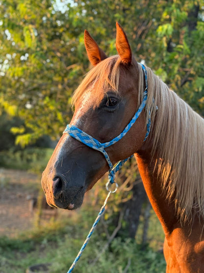 6 Shooter Deluxe MuleTape Halter
