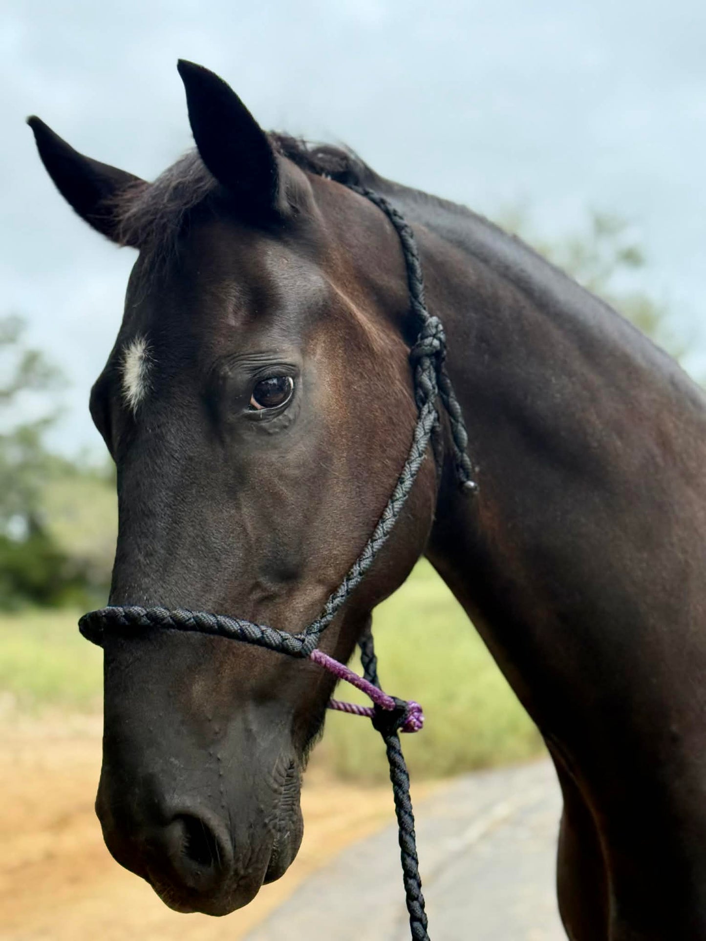 Lariat Outlaw Halter