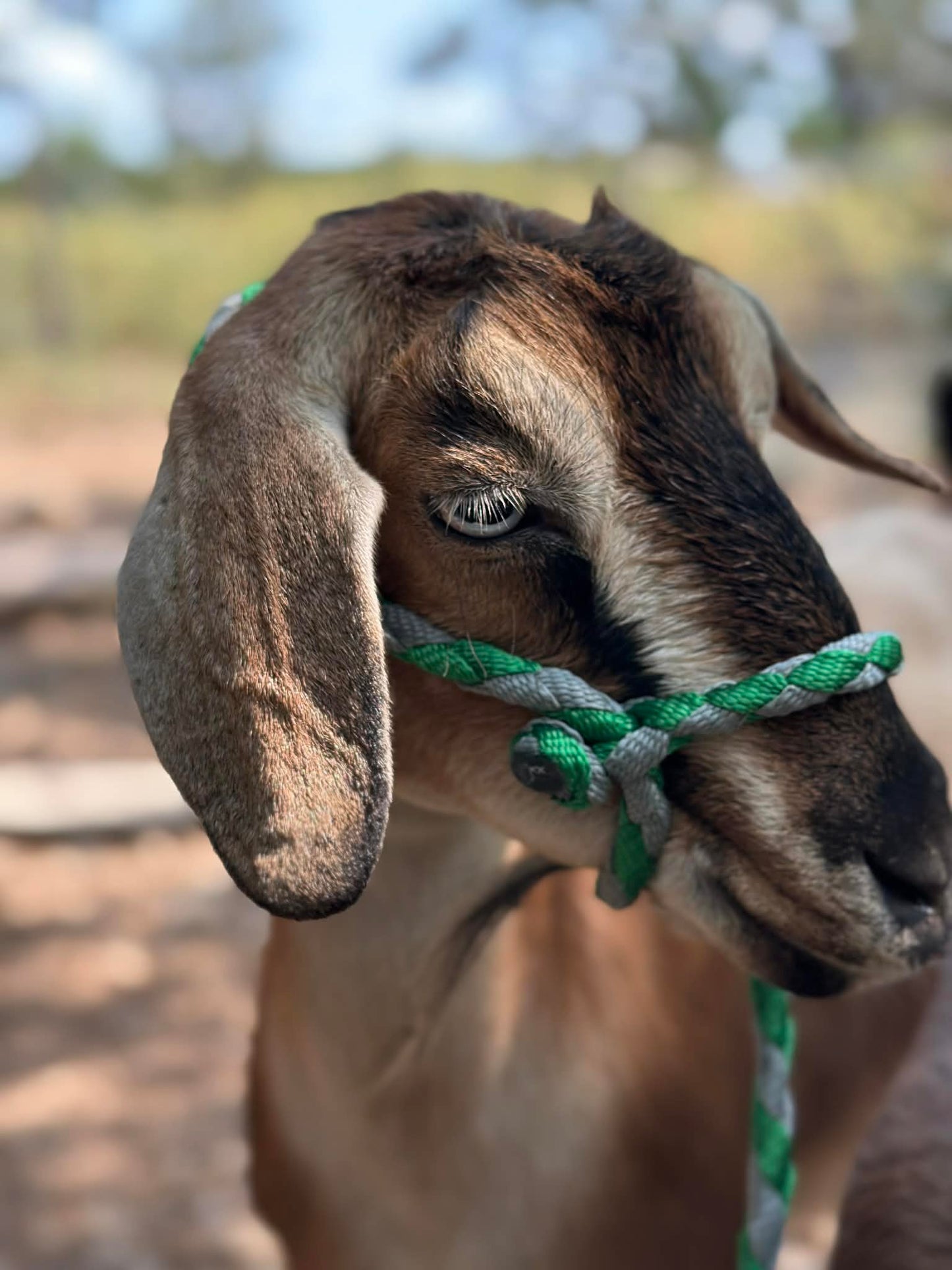 ScapeGoat Halter