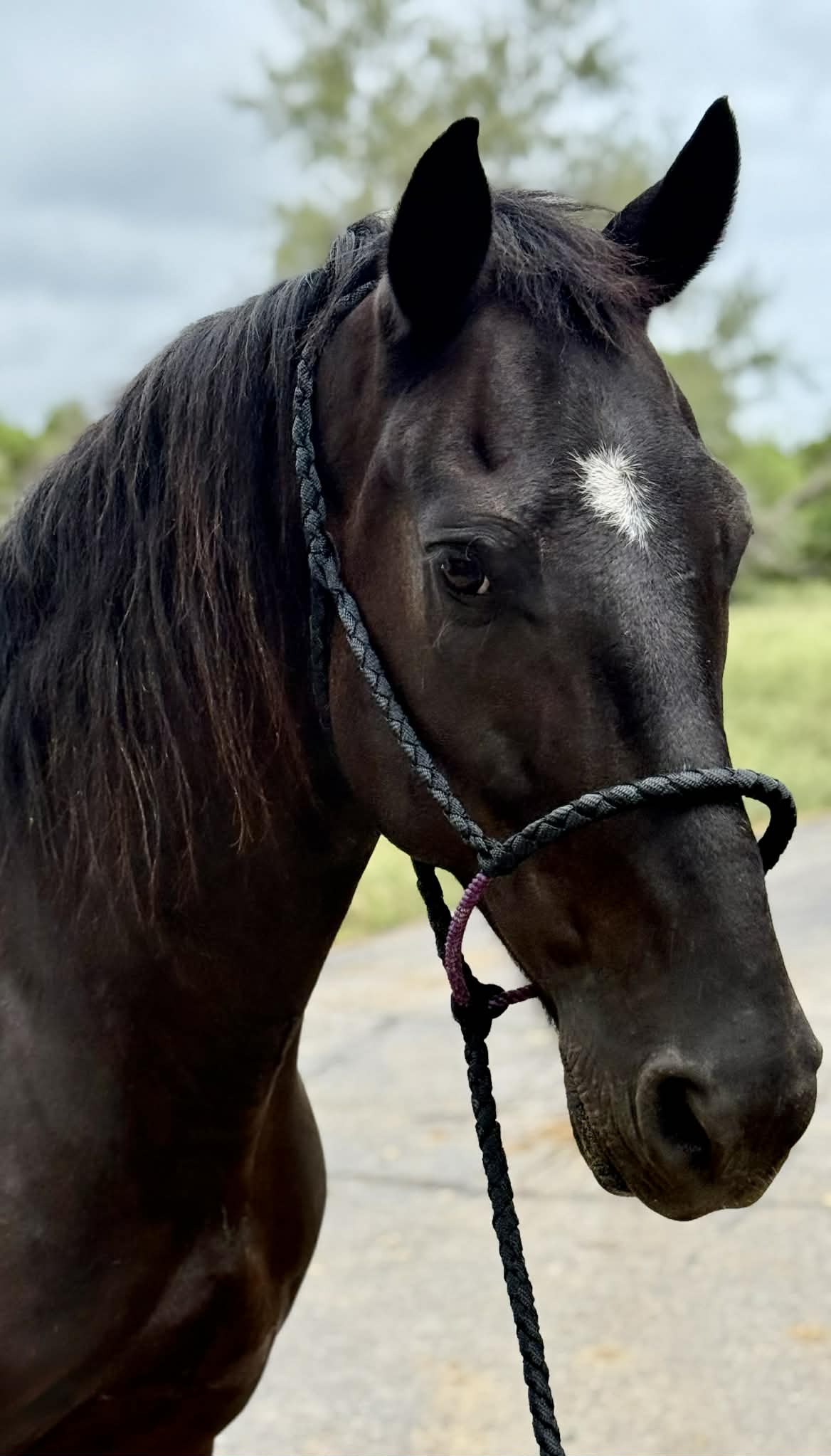 Lariat Outlaw Halter
