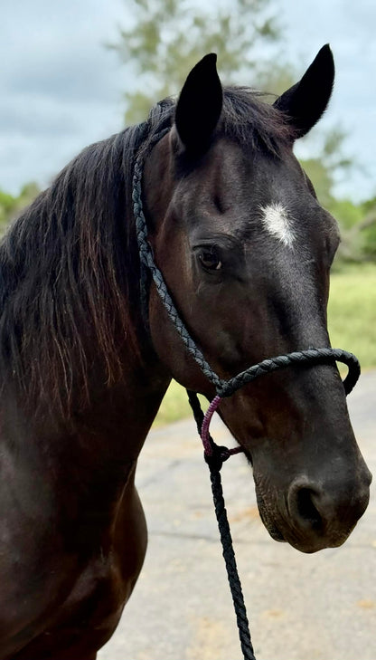 Lariat Outlaw Halter