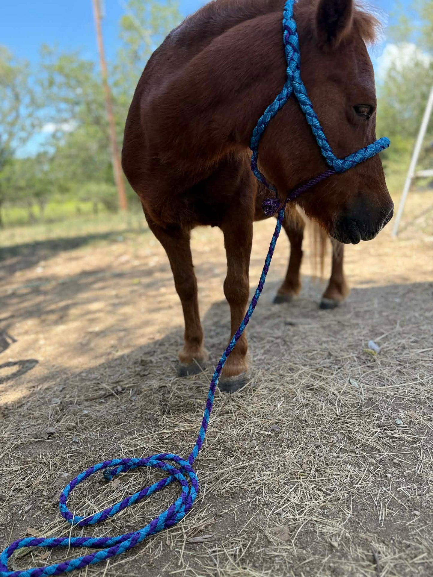 Velvet Outlaw Lariat Mini Halter
