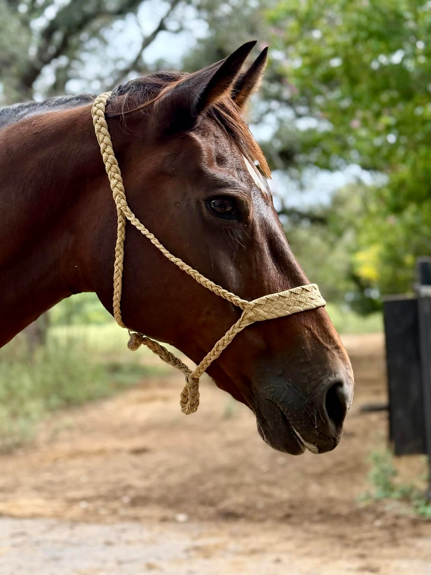 Six Shooter MuleTape Halter